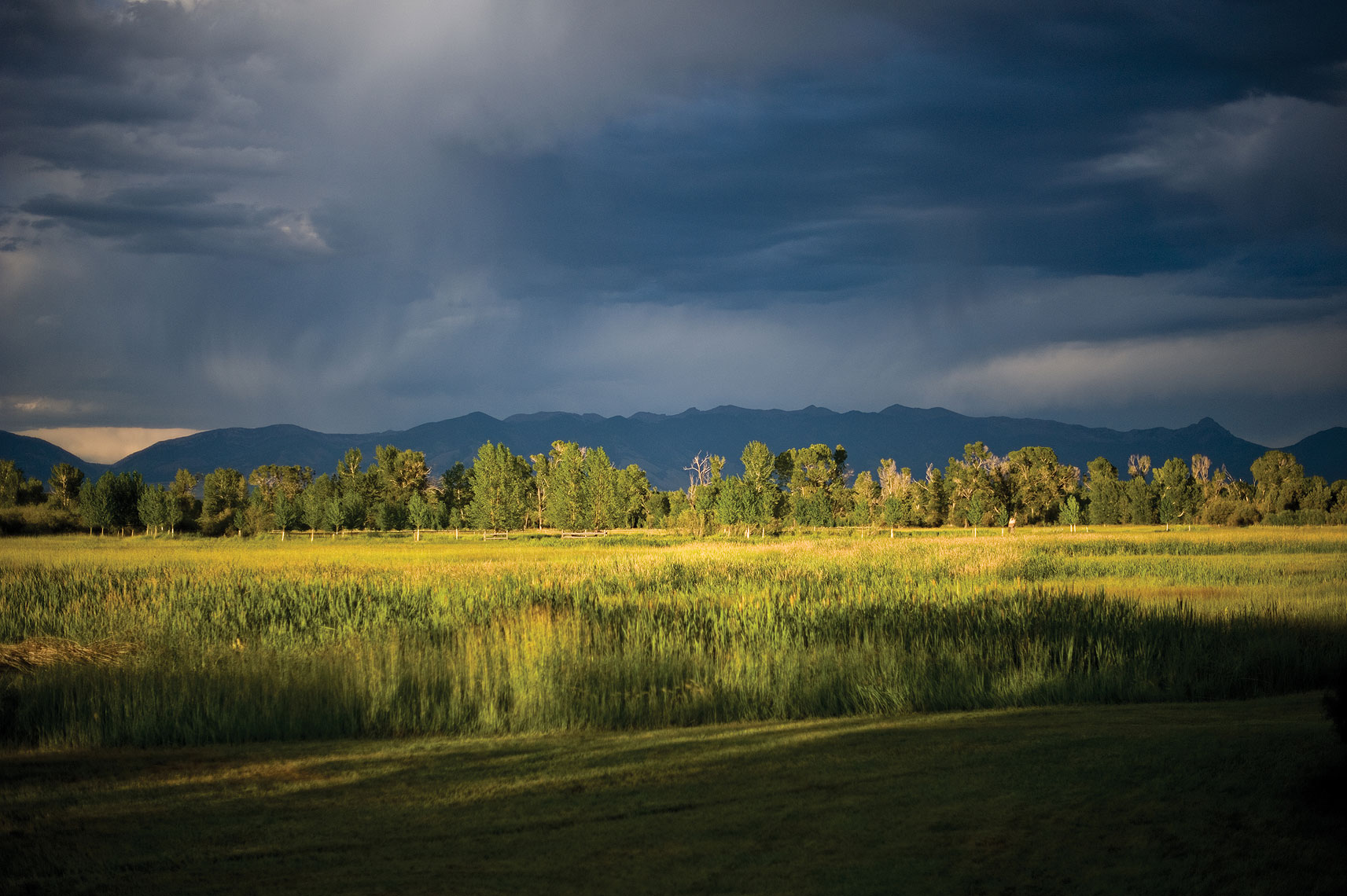 Lynn Donaldson | Photographer